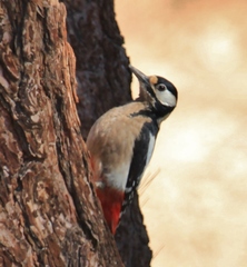 Dendrocopos major canariensis