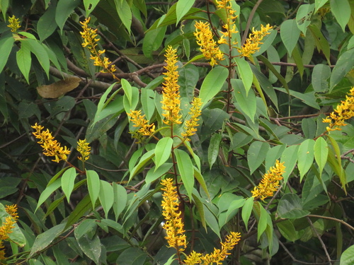 Vochysia ferruginea - Leaves