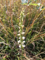 Spiranthes casei