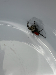 Phidippus adumbratus