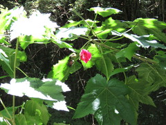 Phymosia rosea