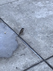 Passer domesticus