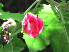 Phymosia rosea