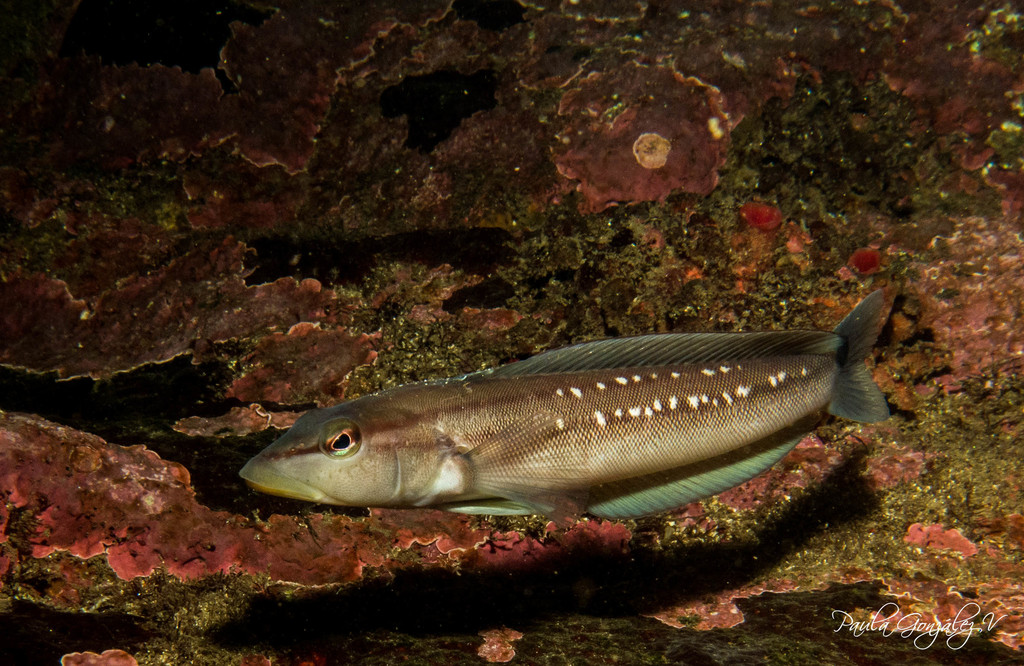 Chilean Sandperch