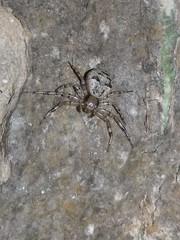 Indoxysticus minutus