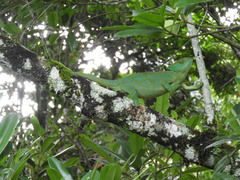 Calumma parsonii parsonii