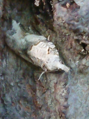 Harmologa amplexana