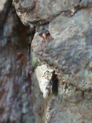 Harmologa amplexana