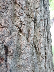 Harmologa amplexana