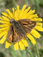 Ochlodes sylvanoides