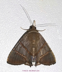 Eulepidotis juncida