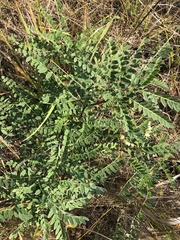 Astragalus canadensis