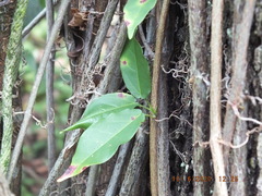 Bignonieae