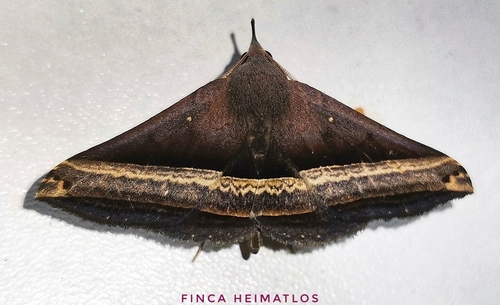 Pterhemia