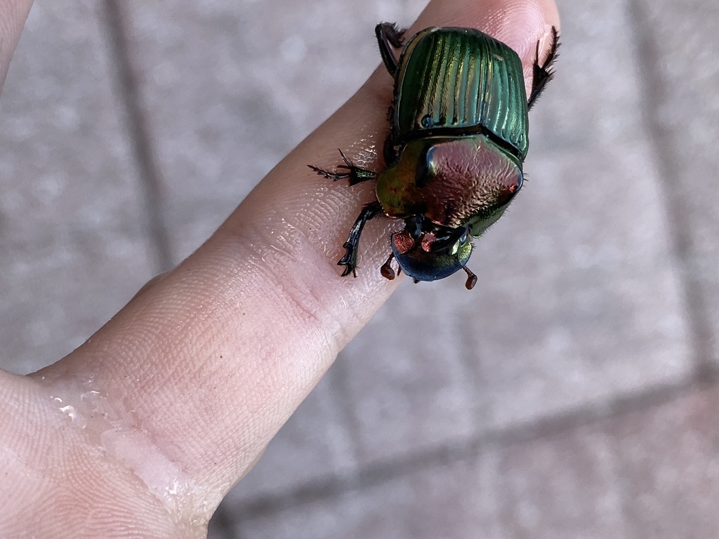 Burrowing Dung Beetles from SE Second Street Rd, Trenton, FL, US on ...