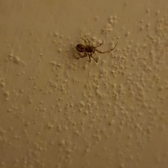 Steatoda triangulosa