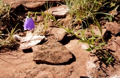 Adenophora rupestris