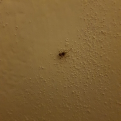 Steatoda triangulosa