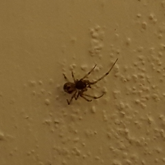 Steatoda triangulosa