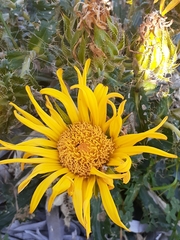 Berkheya armata