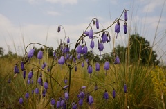 Adenophora stenanthina