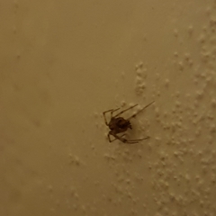 Steatoda triangulosa