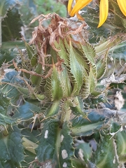 Berkheya armata