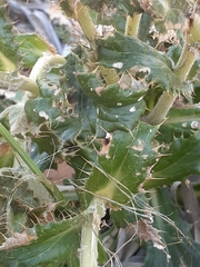 Berkheya armata