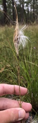 Asclepias cinerea