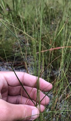 Asclepias cinerea