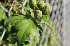 Hibiscus syriacus