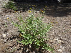Aldama cordifolia