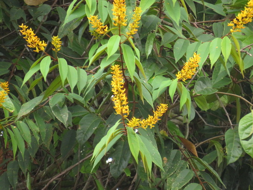 Vochysia ferruginea - Leaves