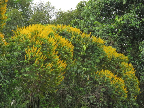 Vochysia ferruginea - Whole tree