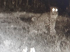 Panthera pardus fusca