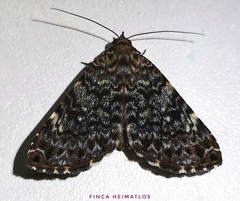 Coenipeta polynoe