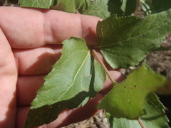 Aldama cordifolia