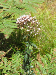 Ageratina ligustrina