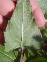 Aldama cordifolia