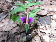 Cuphea calaminthifolia