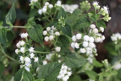 Ageratina altissima