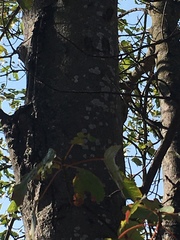 Hyperphyscia syncolla