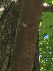 Hyperphyscia syncolla