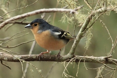 Fringilla coelebs canariensis