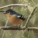 Canarian Chaffinch - Photo (c) Andrew Thompson, some rights reserved (CC BY-NC), uploaded by Andrew Thompson