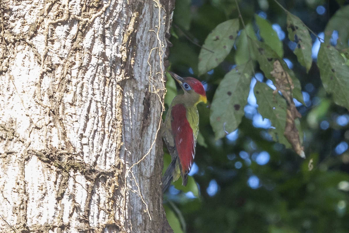 Crimson-winged Woodpecker illustration