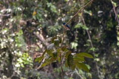Cyornis turcosus