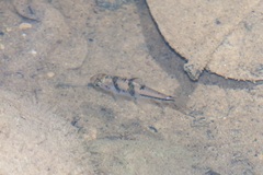 Striuntius lateristriga