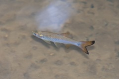 Rasbora
