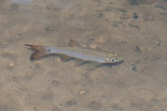 Rasbora